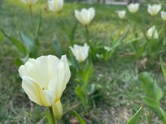 -石家庄市植物园