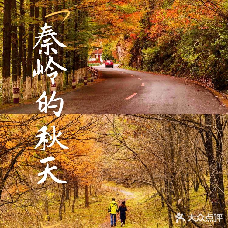 秦岭赏秋 | 这个十一假期,去看秦岭漫山红叶❗