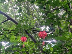 -西双版纳原始森林公园