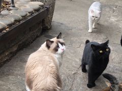 -喵屿·大理花园猫咖