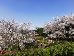 -嘉定紫藤园