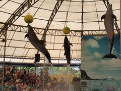 -尼莫海豚馆
