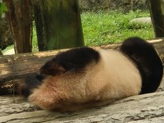 -都江堰中华大熊猫苑