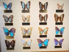 -上海昆虫博物馆