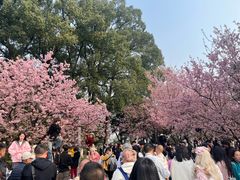 -南山植物园