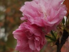 -高东镇樱花园