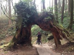 -阿里山神木遗迹