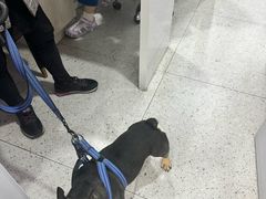 -A猫a狗全科·犬猫异宠·芥西宠物医院(南开总院)