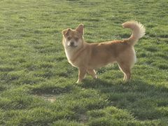 -趣玩宠物乐园寄养训犬训狗游泳池