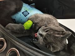 -纳吉亚猫专科动物诊疗中心(蒋宅口分院)