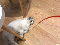-Pets First伊珊娜洗护·精致美容·家庭式寄养(新会路店)