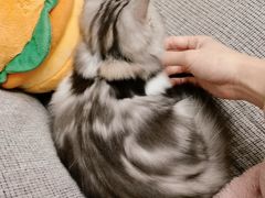 -lincat·猫舍(广州店)