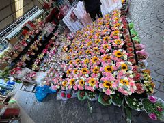 -曲阳花鸟市场(曲阳路店)