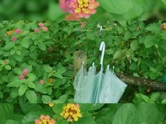 -西北湖绿化广场