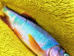 -蓝天路(地铁站)