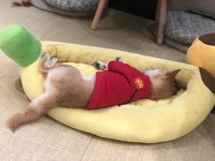 -逗柴咖啡屋·狗咖猫咖宠物桌游