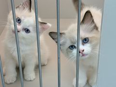 -唐小姐の私宠·宠物洗护美容·撸猫馆·购宠(周浦万达旗舰店)