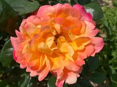 -海上花岛玫瑰园采摘