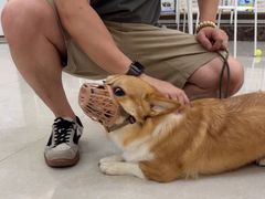 -瑞鹏宠物医院·骨科·猫科·内科(第一中心)