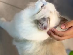 -三花喵·撸猫购宠·宠物生活馆(虹桥南丰城店)