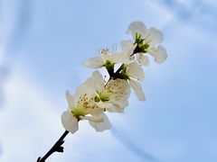 -桃花堤公园