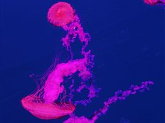 -多彩贵州城极地海洋世界