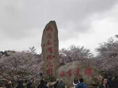 入口-东湖磨山景区樱花园-停车场