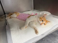 -纳吉亚猫专科动物诊疗中心(蒋宅口分院)