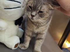 -喵园·猫主题咖啡厅·撸猫·猫咖(国贸店)