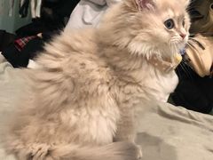 -柚子猫舍·精品猫舍购猫·猫咪认养·购宠·宠物店