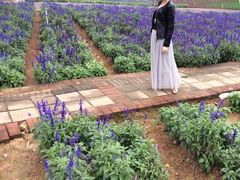 -松山湖梦幻百花洲