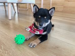 -柴犬小屋·柴餐厅·狗咖食堂(金鼎广场店)