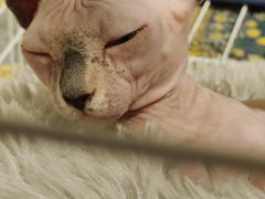 -平行世界·猫咖(首经贸店)