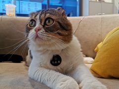 -啵啵喵·猫咖(攀华国际店)