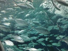 -上海海洋水族馆