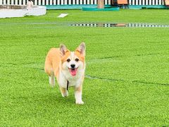 -多乐狗狗宠物训练工作室