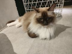 -猫儿山۰猫主题餐厅