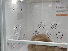 -爱洗澡的猫(望京店)
