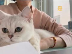 -猫大福·Fortune Cat猫舍(百子湾店)