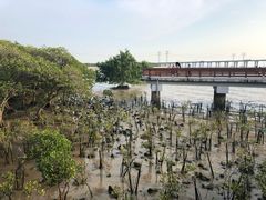 -宝安西湾红树林湿地公园