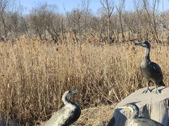 -盐城丹顶鹤湿地生态旅游区