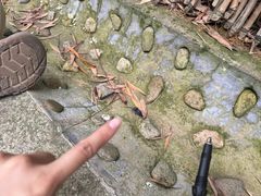 -东明山森林公园