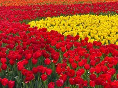 -大宁郁金香公园-停车场