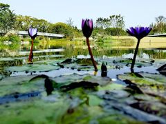 -上海植物园-4号门售票处