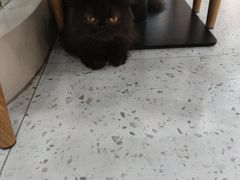 -喵园·猫主题咖啡厅·撸猫·猫咖(国贸店)