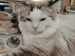 -滚猫咖啡·猫咖·猫友好撸猫(未来城店)