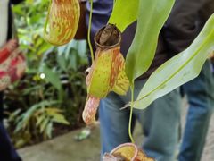 -中国科学院西双版纳热带植物园