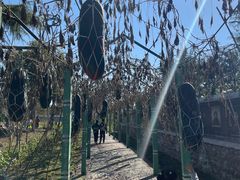 -东方巨龟苑景区