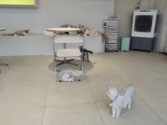 -怪兽屋·羊驼·猫咖·狗咖(俊华广场店)