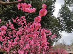 -秀丽东方